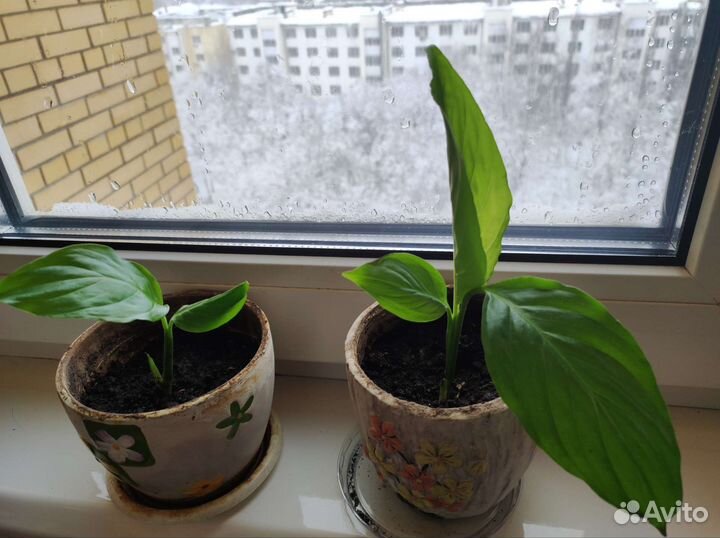 Спатифиллум