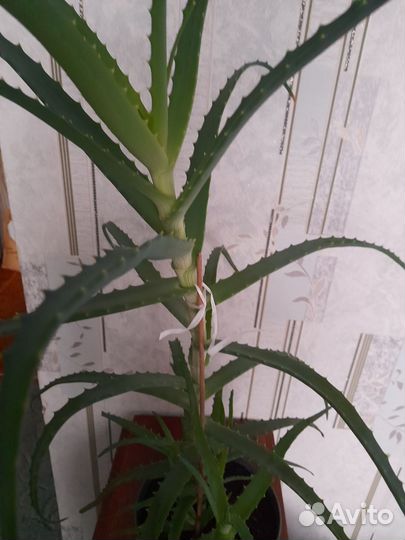 Алоэ (столетник)