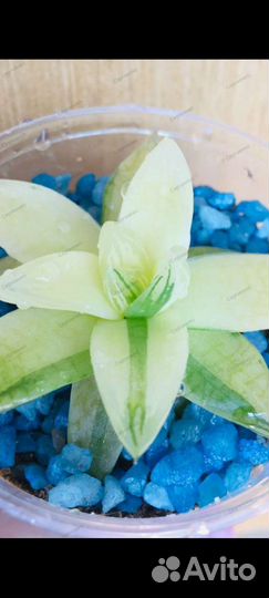 Хавортия вариегатная