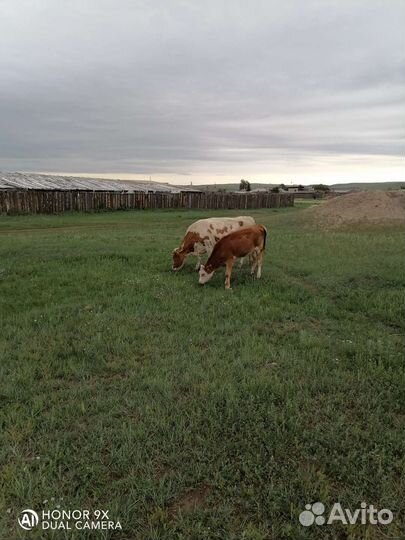 Продам телят