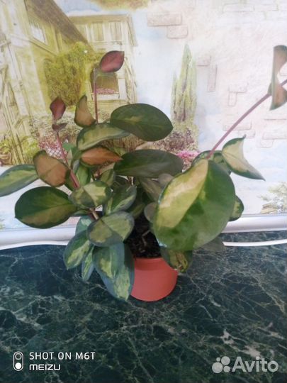 Хойя Аустралис Лиза