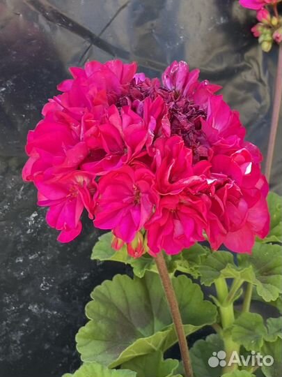 Герань пеларгония