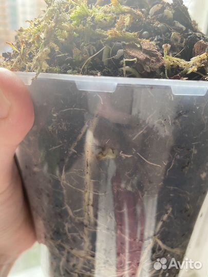 Алоказия мишольца