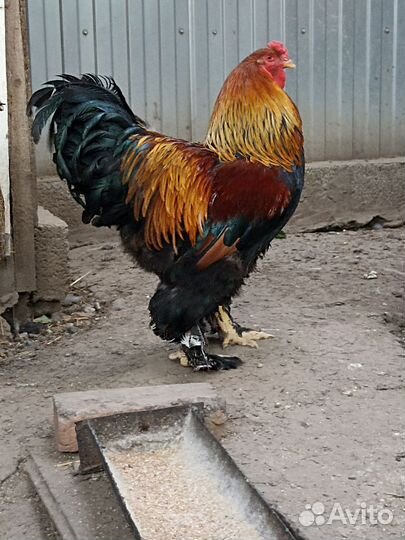 Брама, Кохинхин