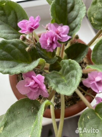 Фиалка в горшке