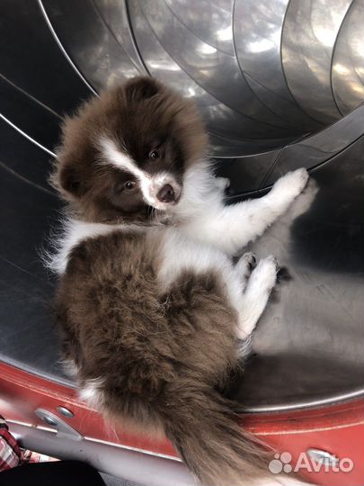 Выгуливать собак и кошек