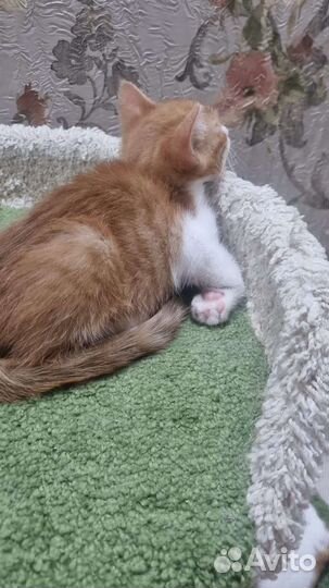 Рыжий котенок мальчик