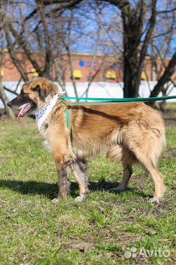 Трусишка Тайсон