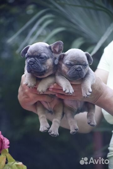Щенки французского бульдога