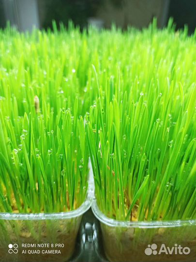 Трава для животных