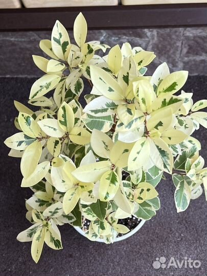 Фикус альбомаргината