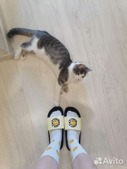 Кошки в добрые руки