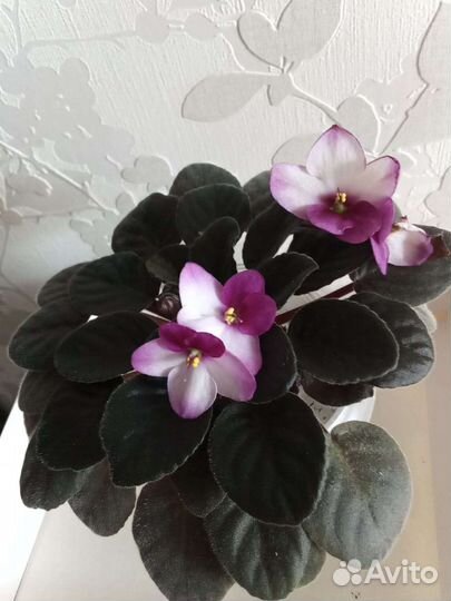 Сортовые фиалки