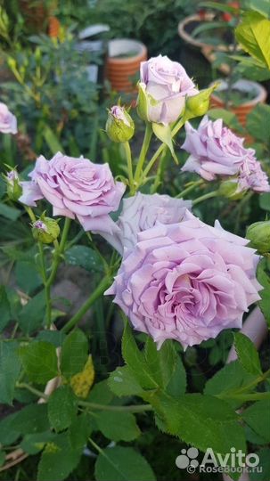 Роза чайно-гибридная Ocean Song/Оушен Сонг