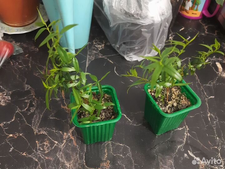 Укорененные черенки мирта