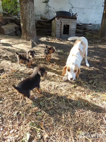 Эстонская гончая щенки