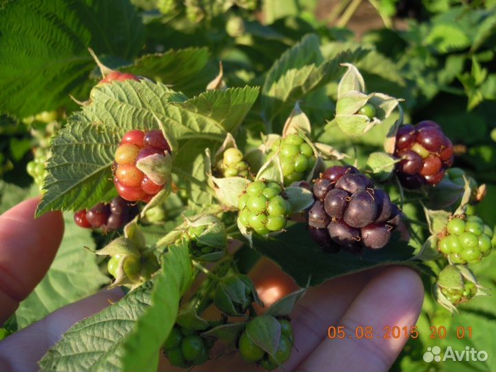 Продам отводки ежевики