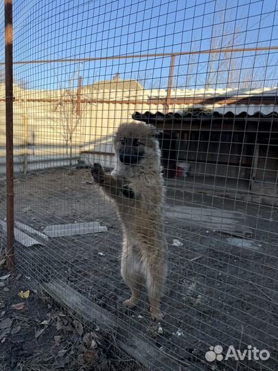 Собака охранник в добрые руки