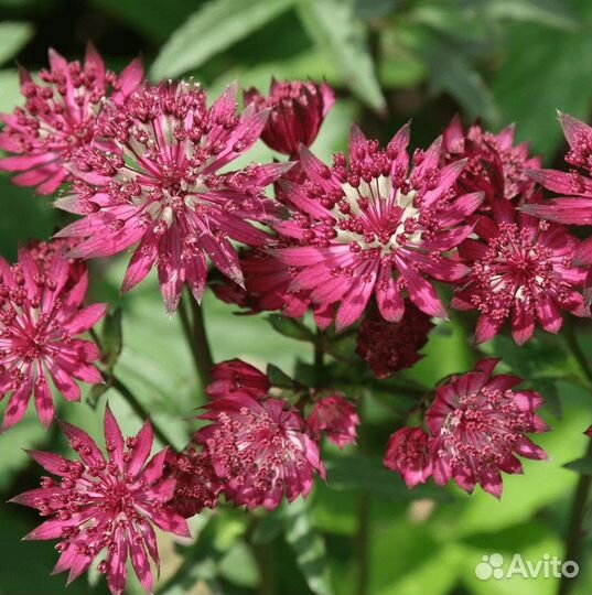 Астранция большая Ruby Wedding Саженцы, Рассада