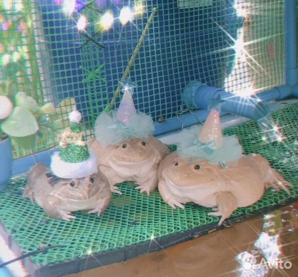 Чехол для samsung A12/M12