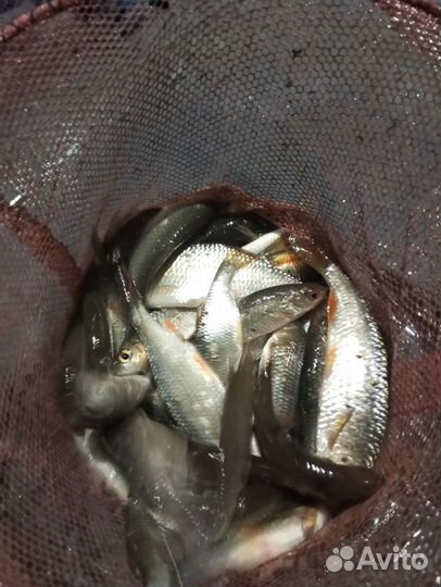 Живец для рыбалки