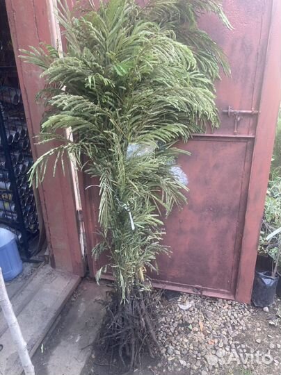 Акация ленкоранская Альбиция