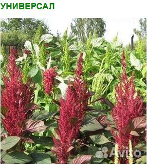 Семена Амарант