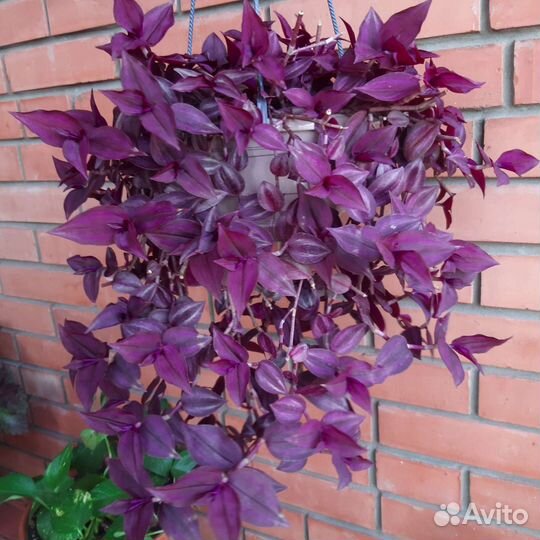 Традесканция Драгоценность джунглей