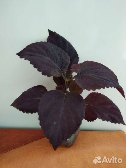 Колеус бордовый