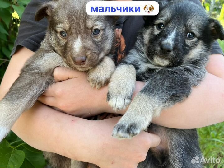 Собака в добрые руки отдам бесплатно