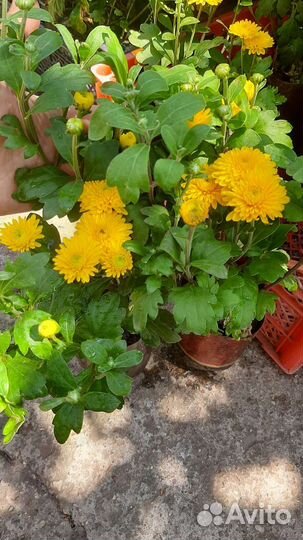 Хризантемы