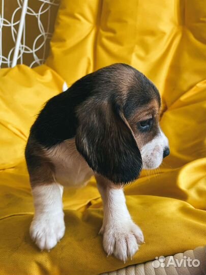 Щенки бигль