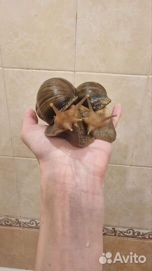 Улитки ахатины маленькие