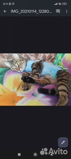 Потерялась кошка