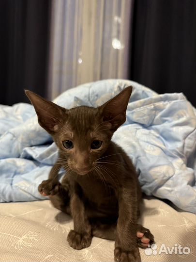 Ориентальная