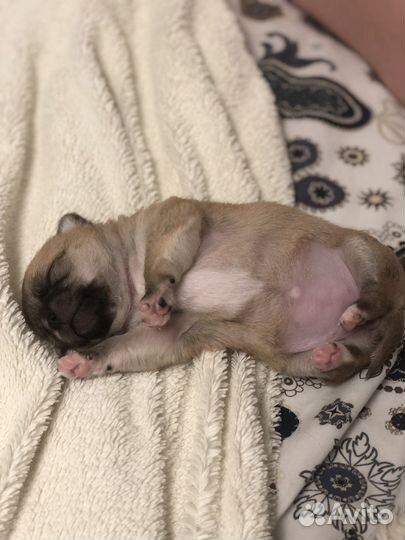 Щенки чихуахуа девочка