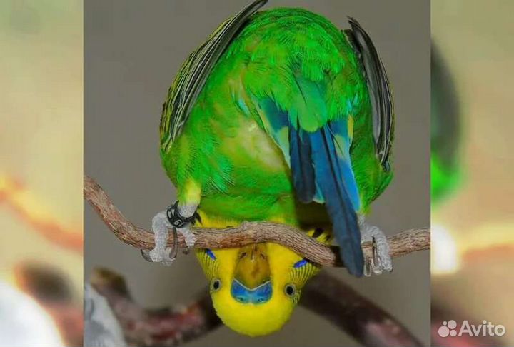 Передержка птиц