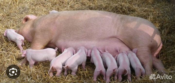 Продам поросят