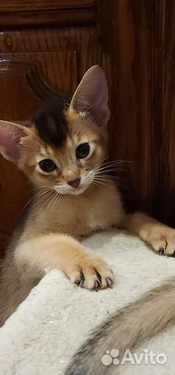Абиссинские котята