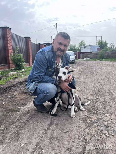 Дрессировка собак