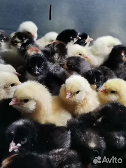 Цыплята