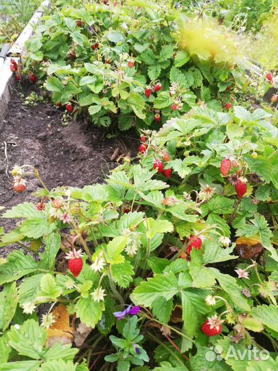 Земляника садовая, саженцы