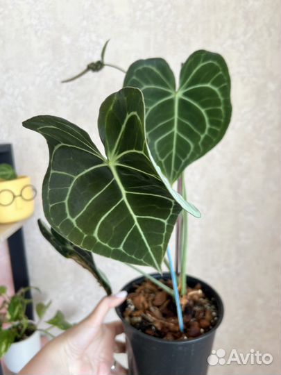 Антуриум кларинервиум