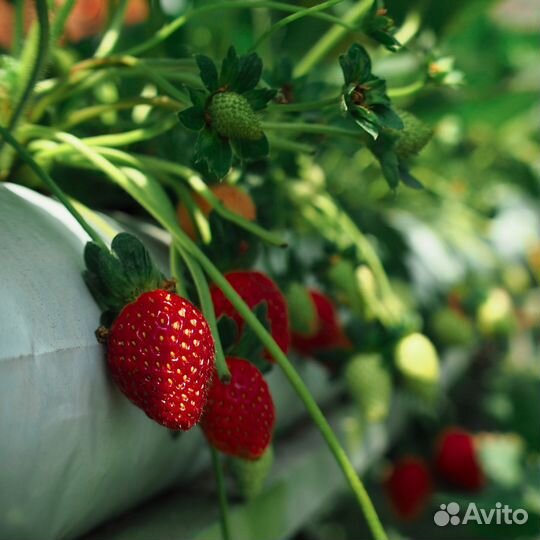 Рассада земклуники кокинская, в горшке - в кассете