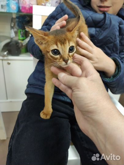 Абиссинские девчули