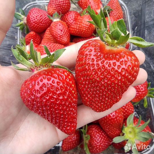 Рассада клубники клери