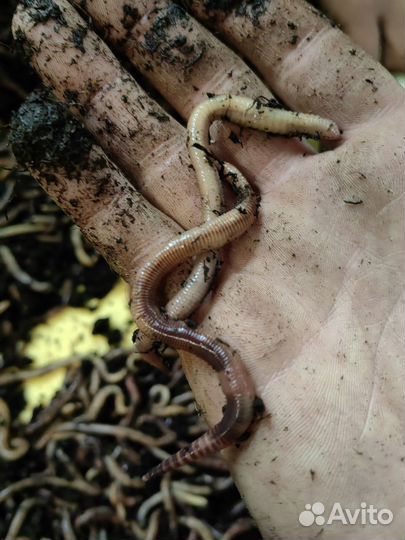 Ферма вермера