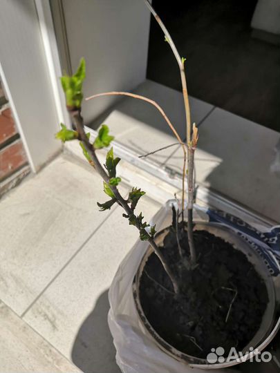 Саженцы вишни