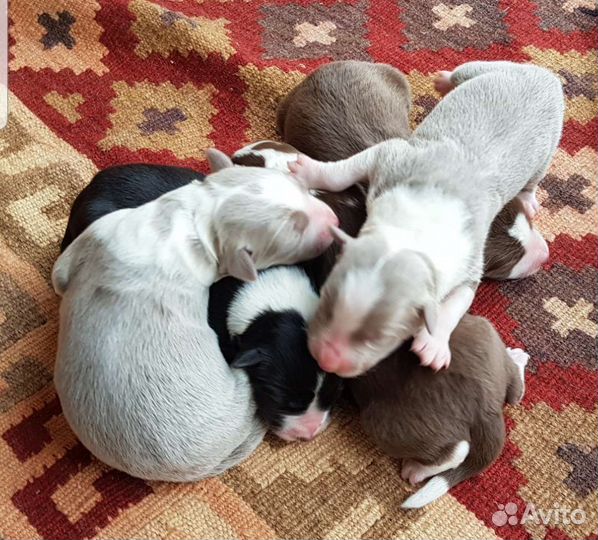 Щенки бордер колли