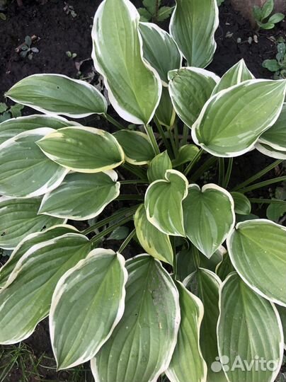 Хоста продаю деленки хост